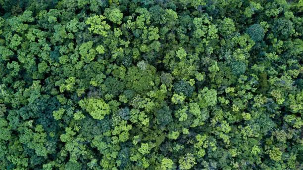 Photo of Forest and tree landscape texture background, Aerial top view forest, Texture of forest view from above.