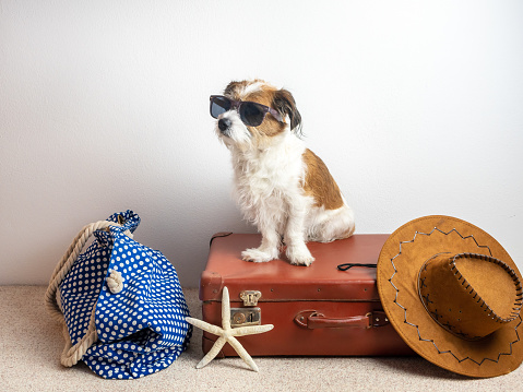 Dog, Pet, Animal, Vacation, Travel, Beach Vacation, Sunglasses, Bathing Bag, Starfish, Studio Shot