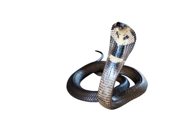 istock Cobra is spreading the hood on a white background. 1126411966
