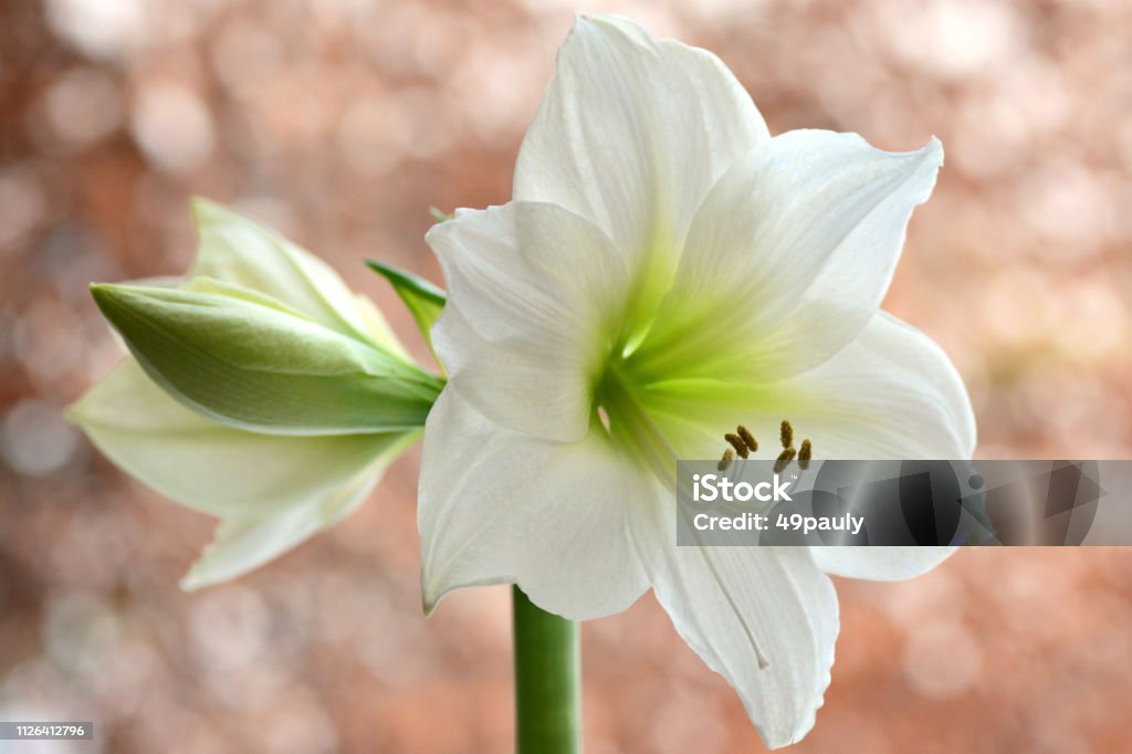Amaryllis blanc en pleine floraison. - Photo de Amaryllis libre de droits