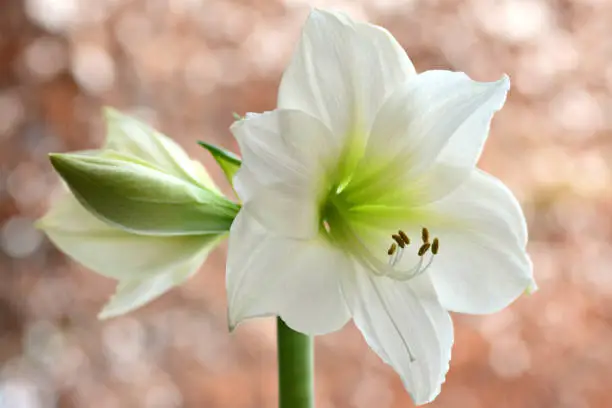 Fflowering amaryllis with visible reproduction organs in colored background.