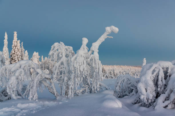 istock Winter landscape with tykky snow covered trees in winter forest. 1126412817