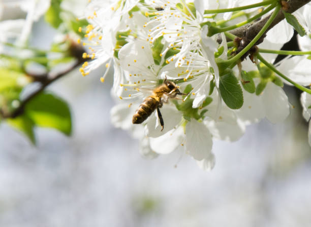 istock Honey Bee collecting pollen on white cherry blossom tree 1126413971