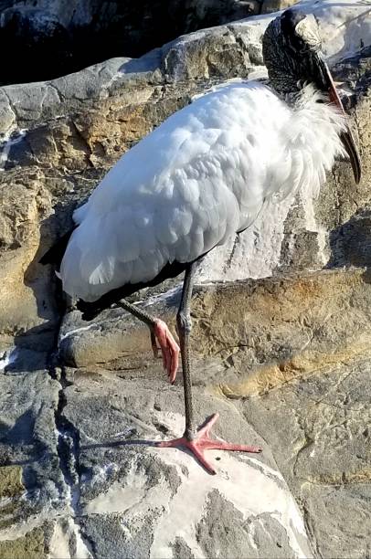 istock Close up with a Wood Stork 1126414262