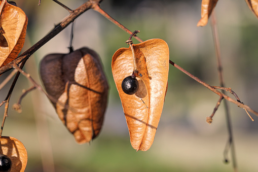 The Pride Of India tree (Koelreuteria paniculata) has yellow flowers that  earn it the title of 'Golden Rain tree'. These flowers later develop into  'Chinese lantern' fruits, and inside these are the round black fruits shown in this photo. This photo was taken in January in Surrey, England.