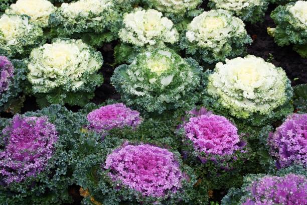 istock Ornamental Kale, Brassica oleracea var. acephala. 1126418228