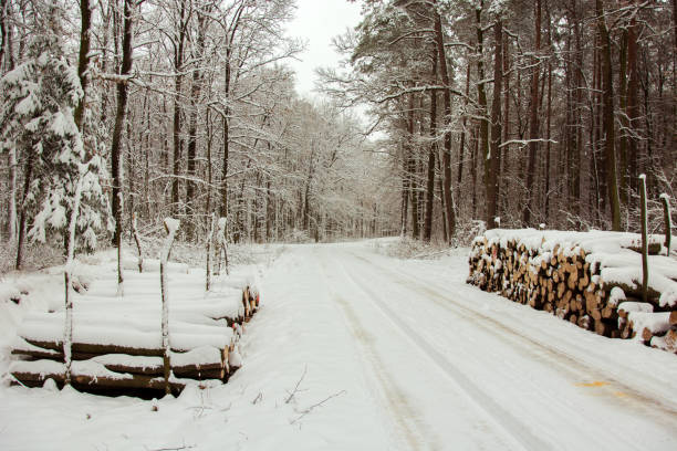 istock Logs cut down by the road through a mystical forest 1126418583