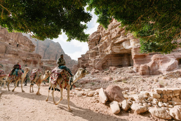 An image depicting camels resting before the ride.