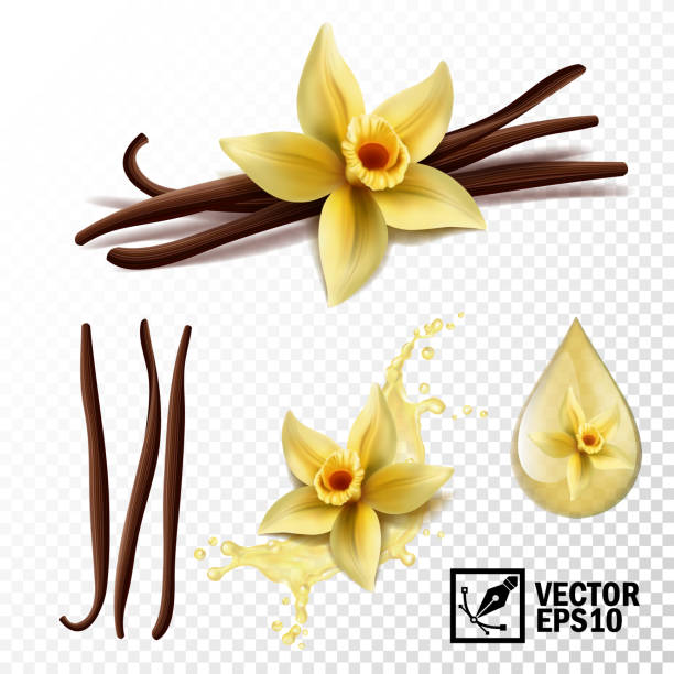 realistische vektor-set von isolierten elemente, vanille blume und hülsen oder sticks, vanille spritzer und tropfen - vanille stock-grafiken, -clipart, -cartoons und -symbole