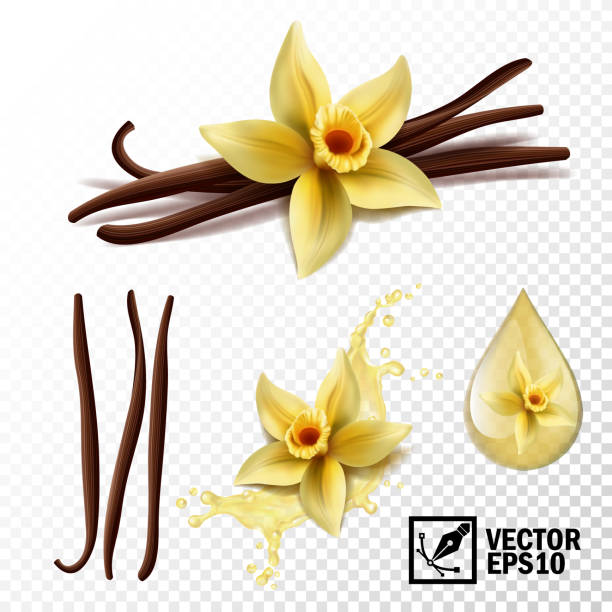 Realistic Vector Set Of Isolated Elements Vanilla Flower And Pods Or Sticks  Vanilla Splash And Drops Stock Illustration - Download Image Now - iStock