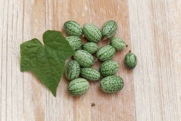 istock Fruits of a Mexican sour gherkin, Melothria scabra 1126419752