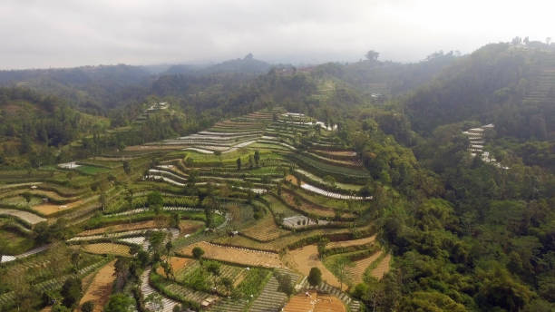 istock tropical landscape with farmlands in mountains 1126420235
