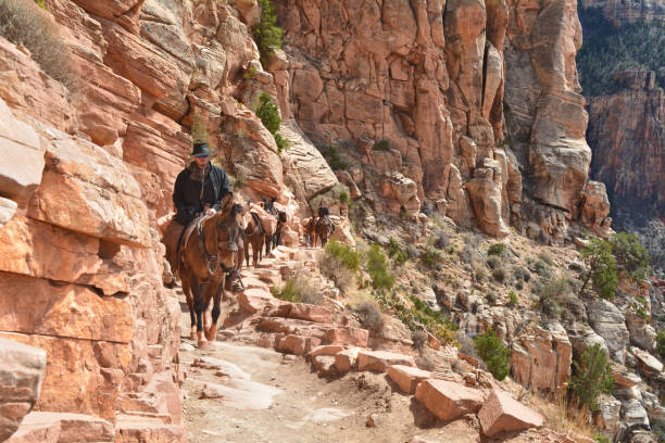 viaje mule paseos desde el fondo del gran cañón - mule grand canyon national park cowboy arizona fotografías e imágenes de stock