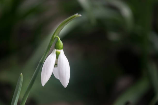 istock first wild spring snowdrops in garden with soft focus 1126423932
