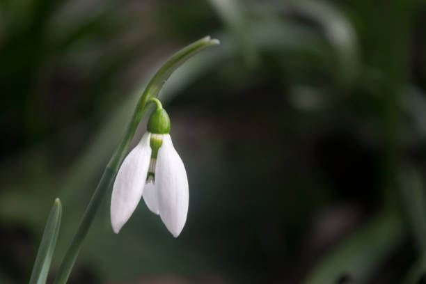 istock first wild spring snowdrops in garden with soft focus 1126423968