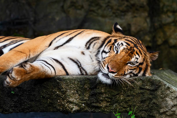 istock Portrait of tiger. 1126424484