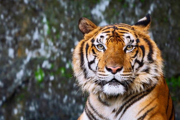 istock Portrait of tiger. 1126424637