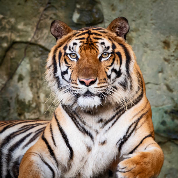 istock Portrait of tiger. 1126424640