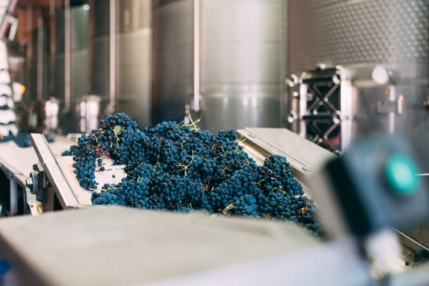 Modern winery machine with grapes stock photo