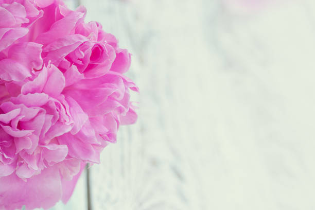 istock Beautiful pale pink peonies bouquet in white vase over white table background. 1126426108