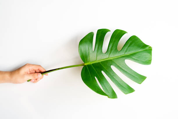istock Human hand holding Tropical Monstera palm leaf on white background in flat lay top view. 1126426163