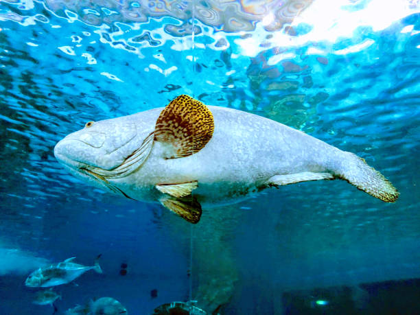 istock Fish Swimming In Sea 1126426510