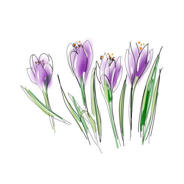 ilustrações de stock, clip art, desenhos animados e ícones de crocuses - single flower flower crocus spring