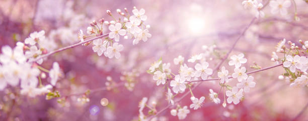 istock Blooming cherry branch in the spring garden at the wedding ceremony. 1126427052