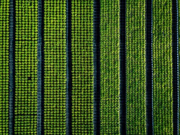 vista aérea de terras agrícolas e as linhas de culturas. - flowerbed aerial - fotografias e filmes do acervo