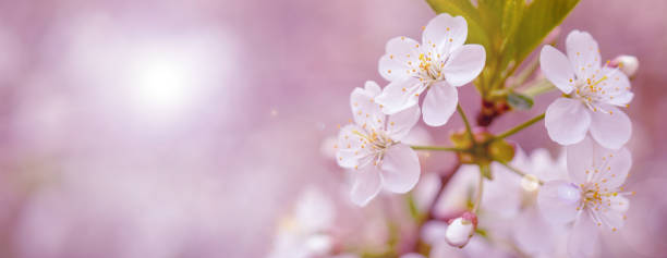 istock Blooming cherry branch in the spring garden at the wedding ceremony. 1126427115