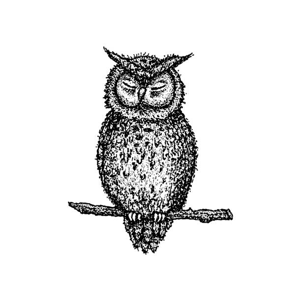 Dotwork Sleeping Owl Stock Illustration - Download Image Now - Abstract,  Animal, Animal Wildlife - iStock