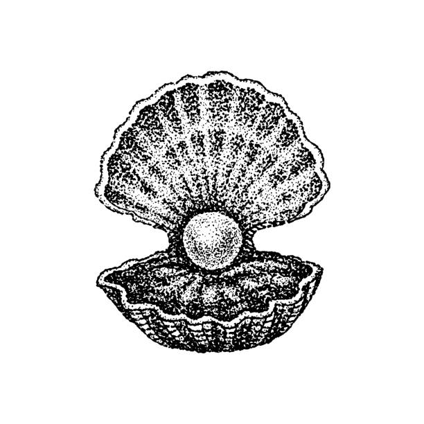 ilustrações, clipart, desenhos animados e ícones de dotwork shell com pérola - pearl shell jewelry gem