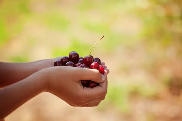 Child's hand holding a red sweet cherries