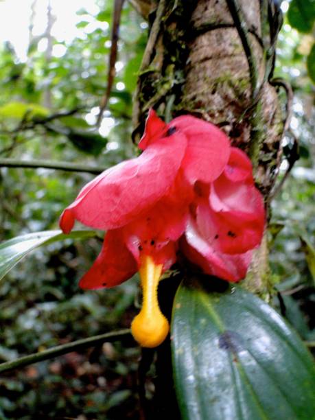 istock Red Orchid In The Rainforest 1126431132