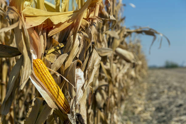 istock Ripe Corn on the Stalk in the Field 1126432716