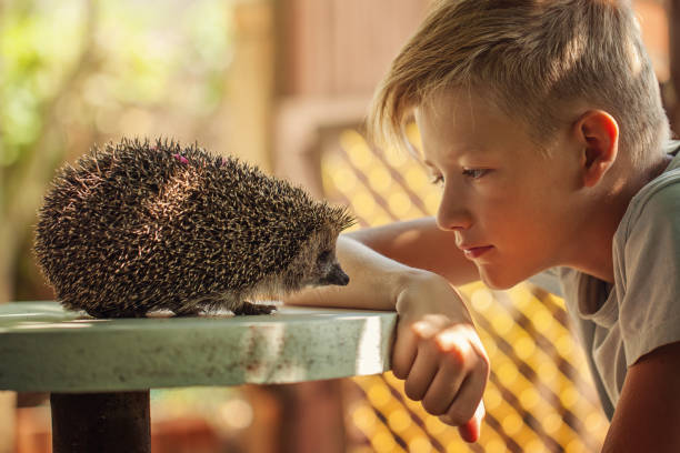 istock Child with pet. Boy and hedgehog looking at each other 1126432726