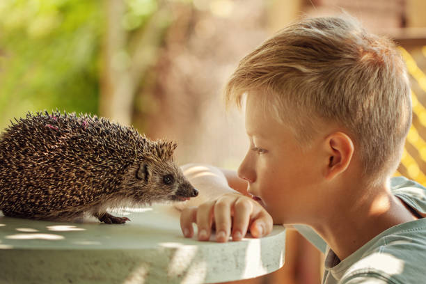 istock Child with pet. Boy and hedgehog looking at each other 1126432736