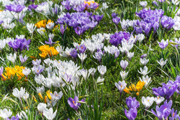 istock Flowerbed filled with purple, white, and yellow crocus. 1126432774