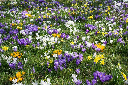 Flowerbed filled with purple, white, and yellow crocus.