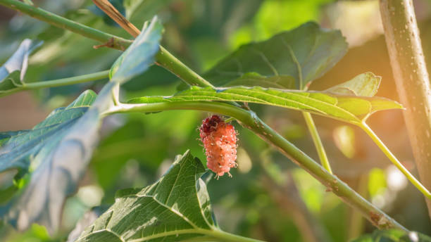 istock ripe mulberries fruits 1126432895