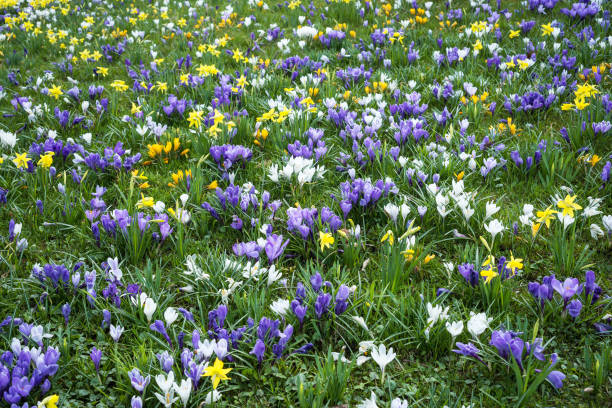 istock White and light blue crocus and daffodils covering a field like a carpet in springtime 1126432940