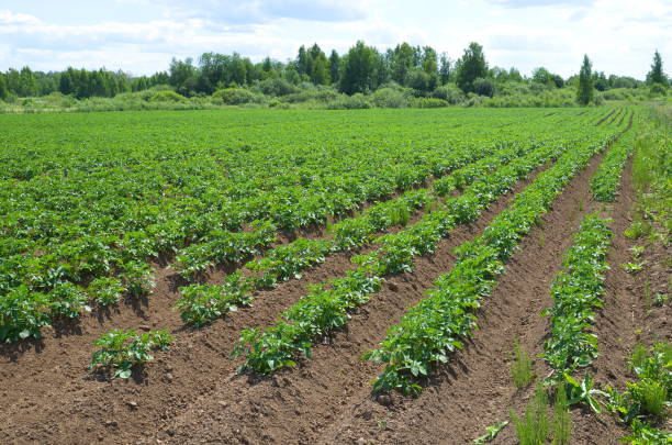 istock Potato field on a summer day 1126433190