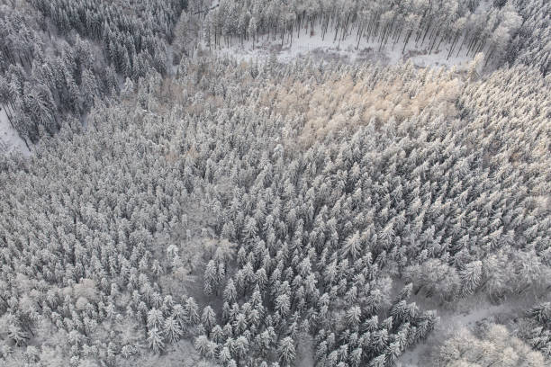 istock aerial view of the winter forest 1126433222