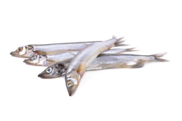 istock whole round fresh shishamo fish on white background 1126433867