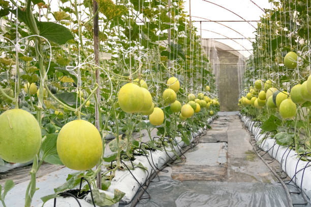 Yellow melon in garden Yellow melon hanging on tree in field yellow melons field stock pictures, royalty-free photos & images