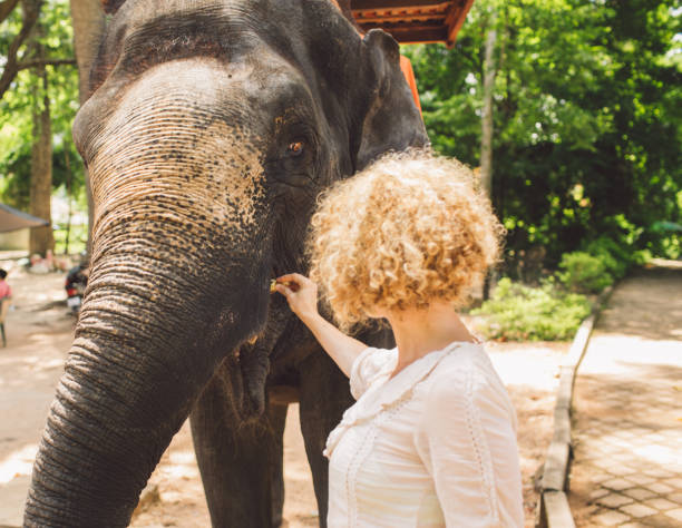 istock Woman Feeding Elephant In Forest 1126438630