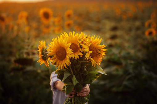 Little adorable kid boy holding bouquet of sunflowers in summer day. Child giving flowers