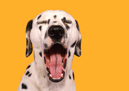 head of dalmation facing camera with mouth wide open and eyes closed - yellow background.