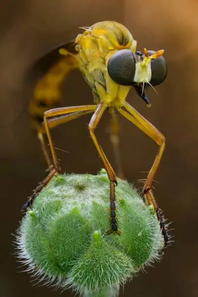 the robber fly on macro nature photography