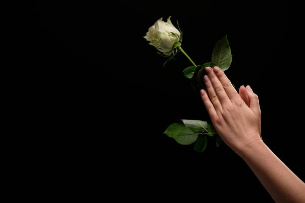 istock Hands in prayer holding white rose 1126443618